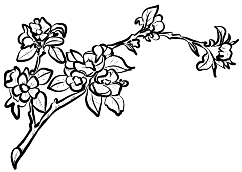 Apple Blossom Branch Coloring Page